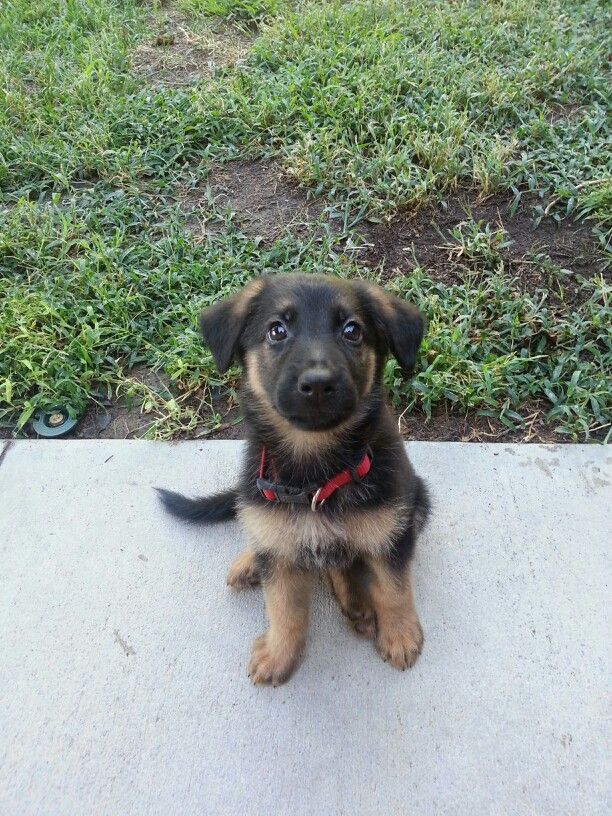 7 Weeks Old German Shepherd